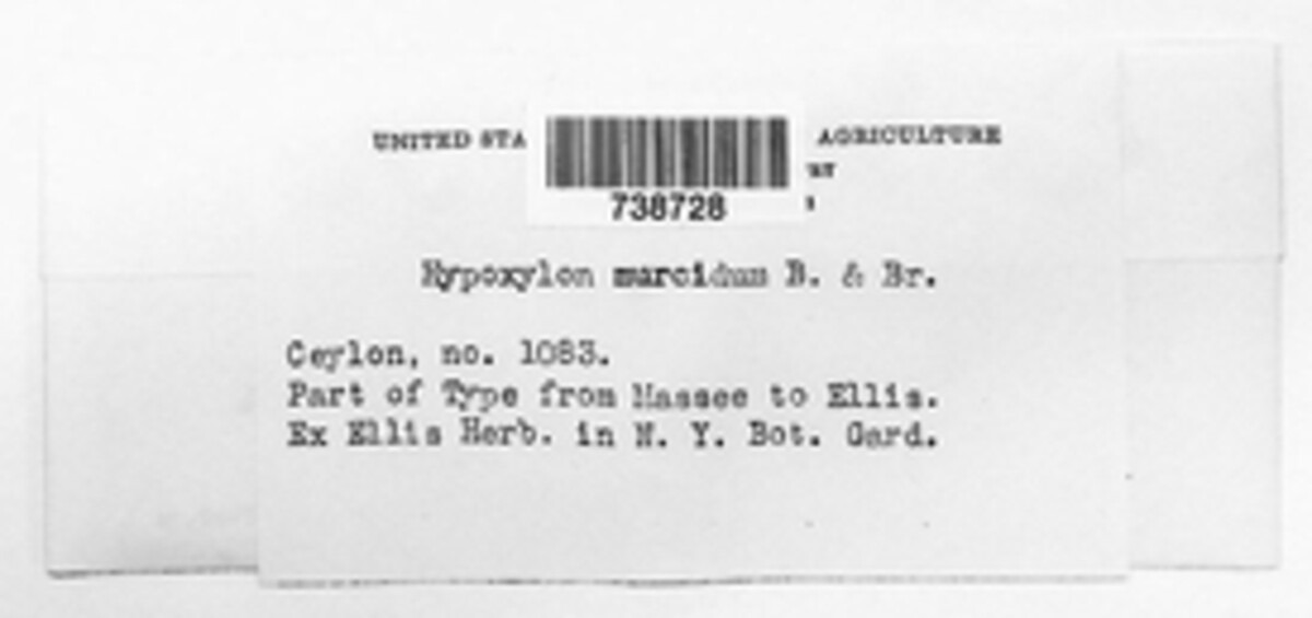 Hypoxylon murcidum image